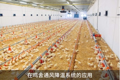 雞舍通風(fēng)降溫系統(tǒng)怎樣能達(dá)到最好的通風(fēng)效果？